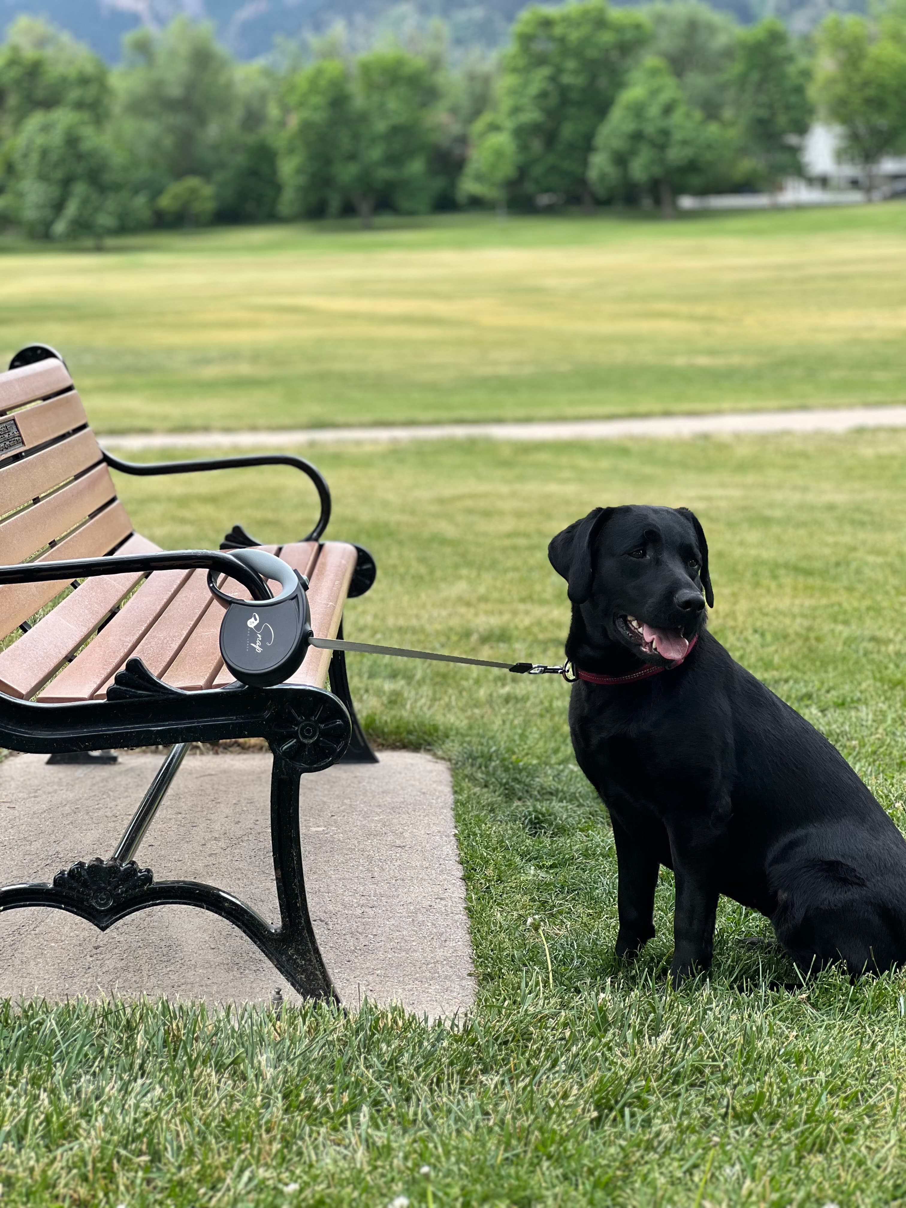 Dog Leash for the Park: Why Hasn't This Genius Idea Been Invented Yet?